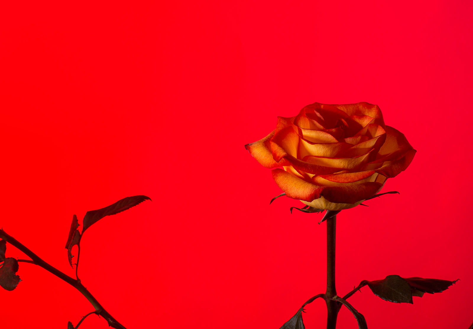 ¡TRIUNFA ESTE SAN VALENTÍN!